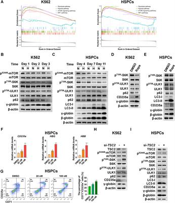 Autophagy regulated by the HIF/REDD1/mTORC1 signaling is progressively increased during erythroid differentiation under hypoxia